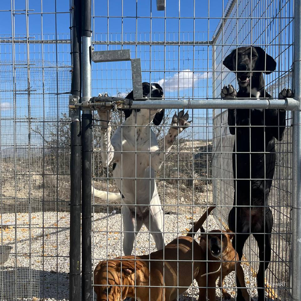 Stray Dogs in Cyprus